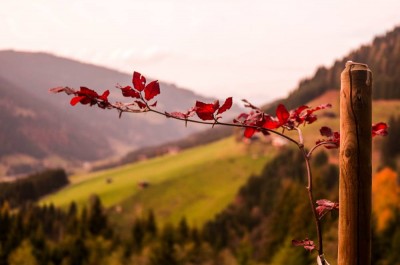 Kraft der Bäume Pauschale © Wagrain-Kleinarl Tourismus